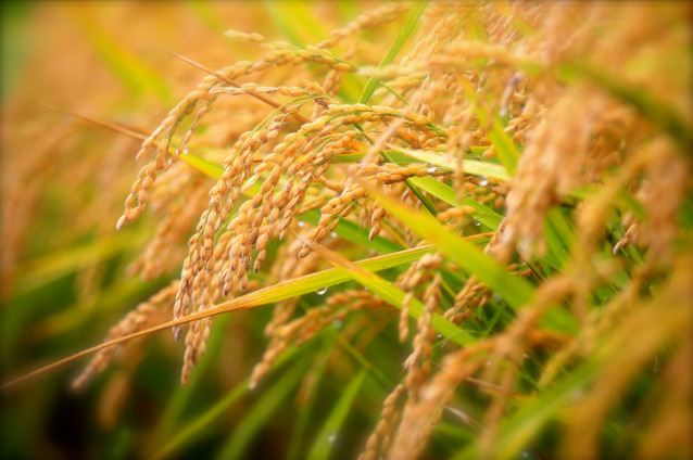 Hokkaido rice fields