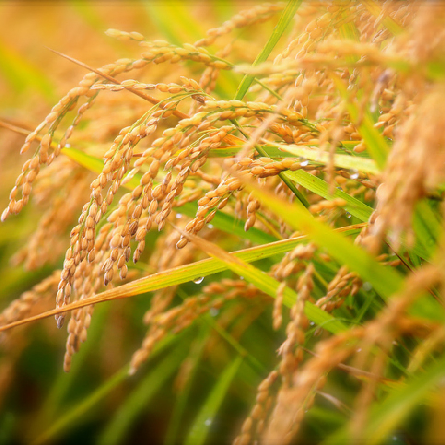 Hokkaido rice fields